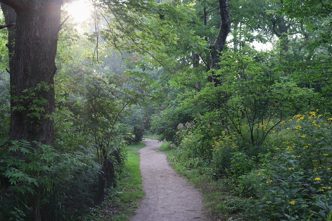 A wild, heavily wooded area with a small path.